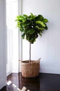 Decorative Container Decorative Container