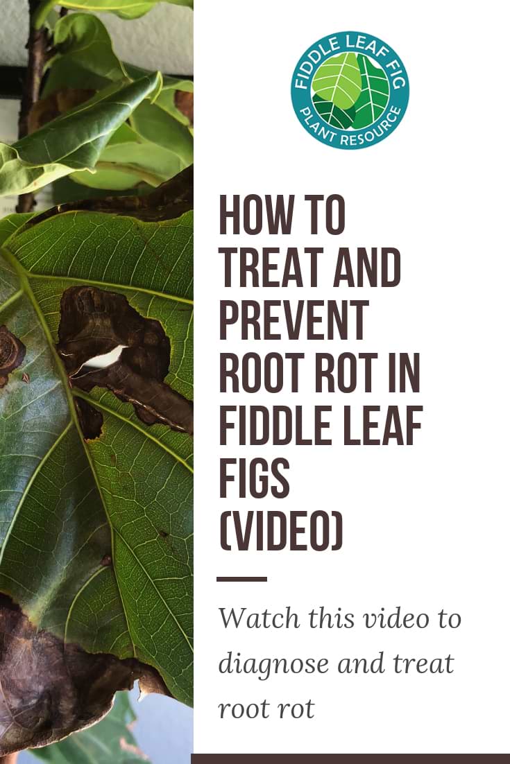 Treat and Prevent Root In Fiddle Leaf Fig
