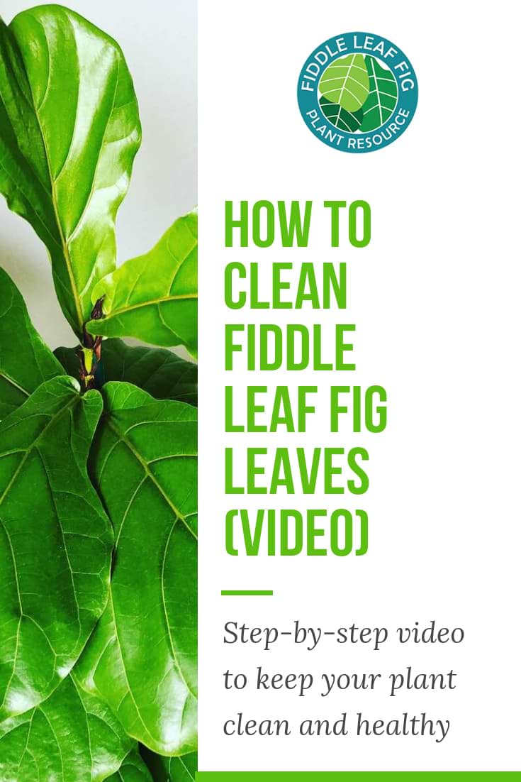 Clean Fiddle Leaf Fig Leaves
