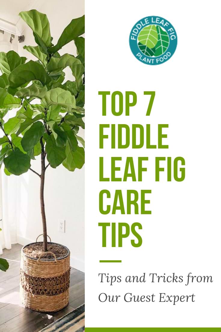 Top 7 Fiddle Leaf Fig Care