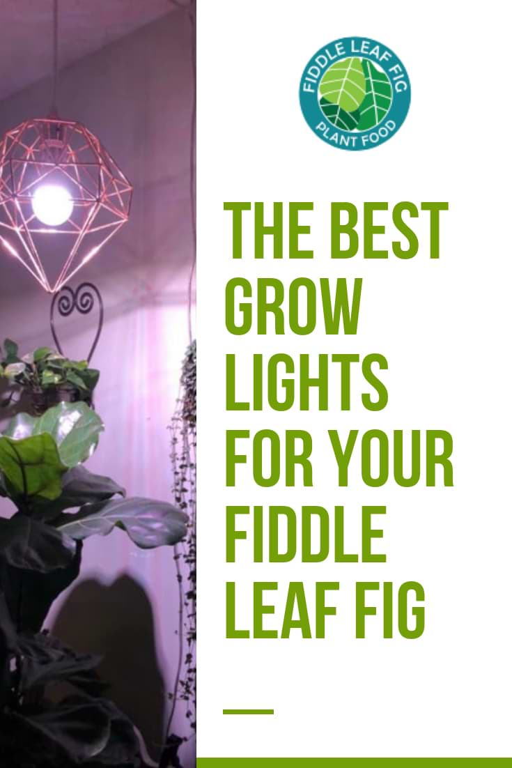 Best Grow Lights for Your Fiddle Leaf Fig