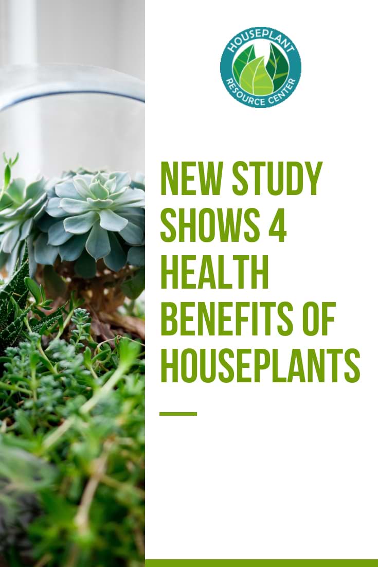 Health Benefits of Houseplants