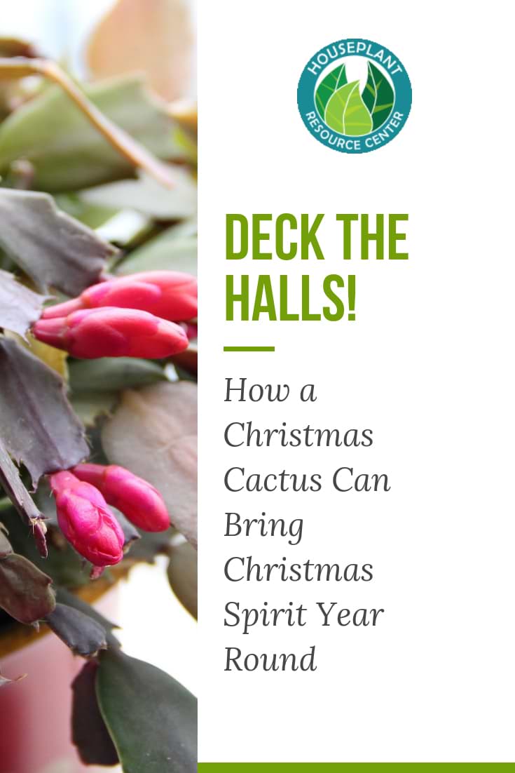 How a Christmas Cactus Can Bring Christmas Spirit Year Round