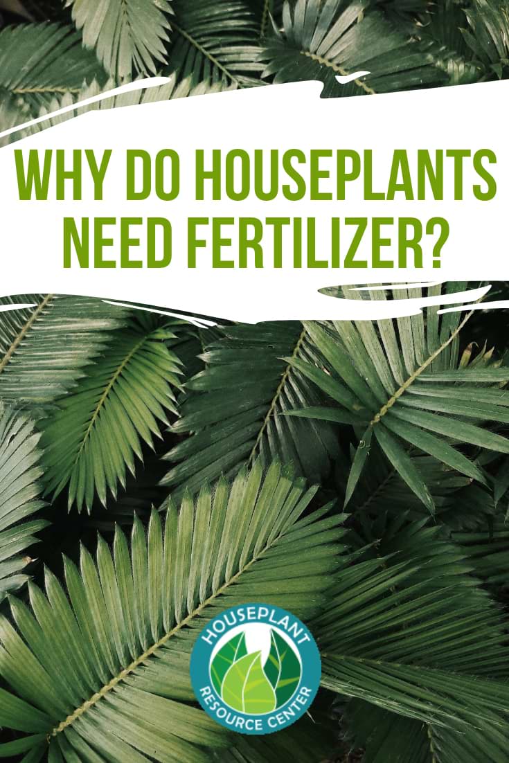 Why Do Houseplant Need Fertilizer