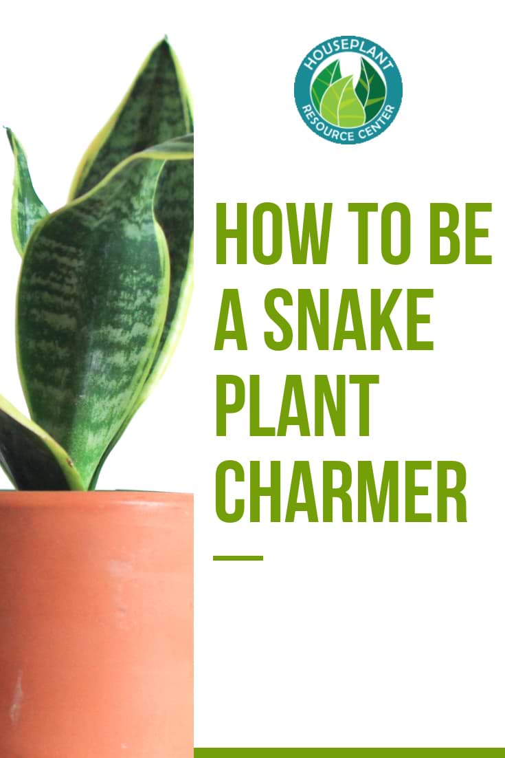 How to Be a Snake Plant Charmer