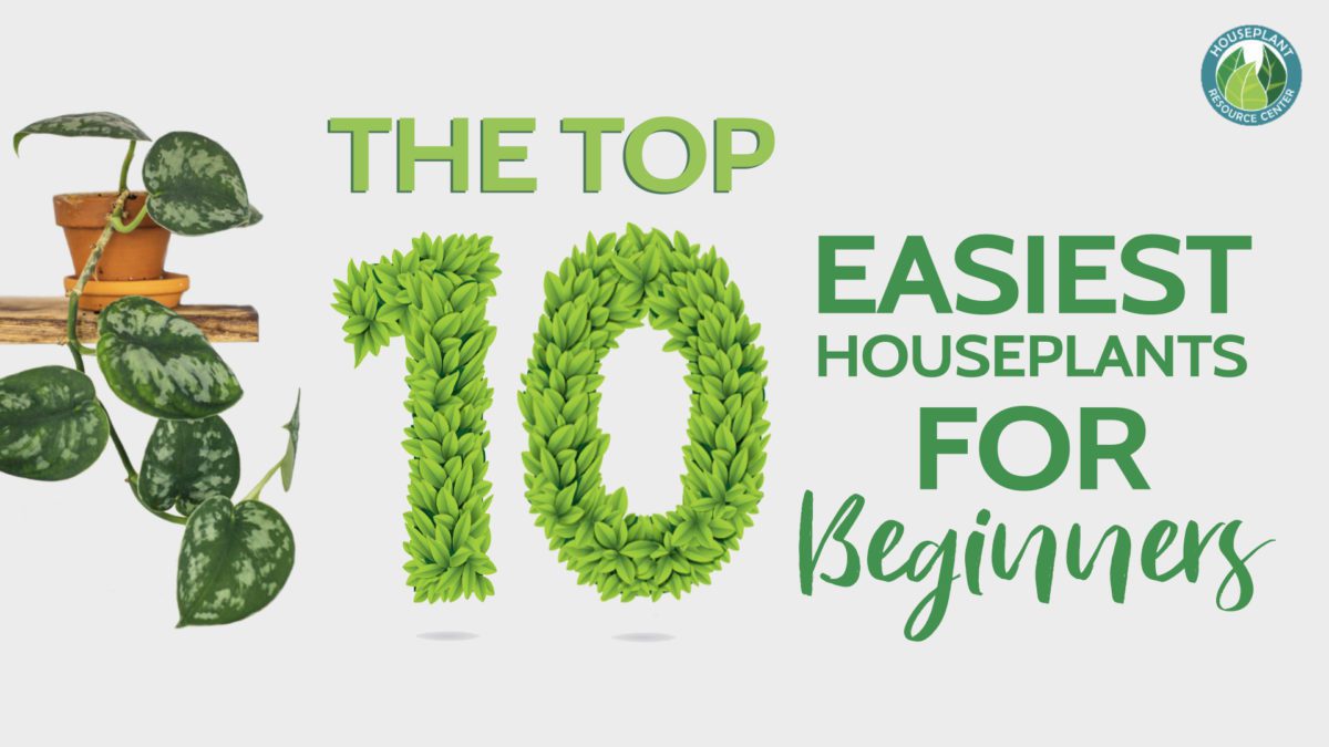 The Easiest Houseplants to Grow Houseplant Resource Center