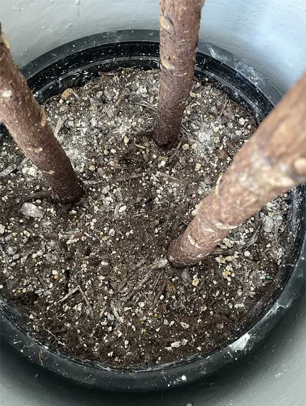 Top Signs of Over-Fertilized Soil: Essential Warnings
