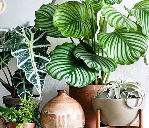 A plant care guide for monstera, pothos, philodendron and more : Life Kit :  NPR