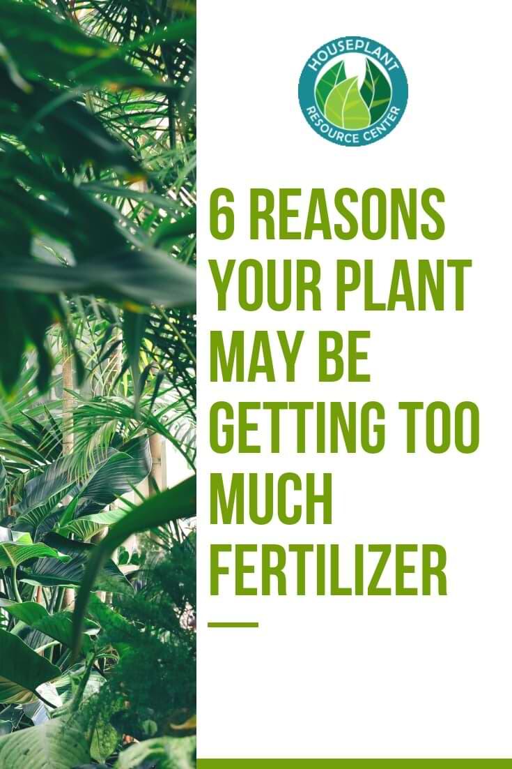 6 Reasons Your Plant May Be Getting Too Much Fertilizer