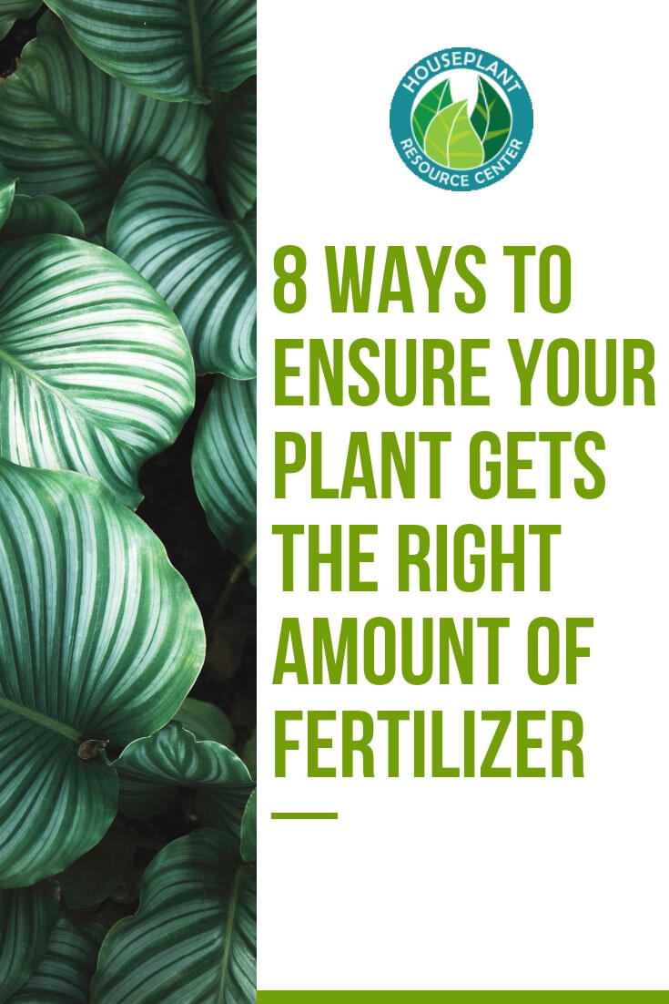 8 Ways to Ensure Your Plant Fertilizer