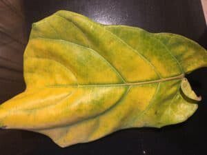 Over Fertilization Can Cause Yellow Leaves