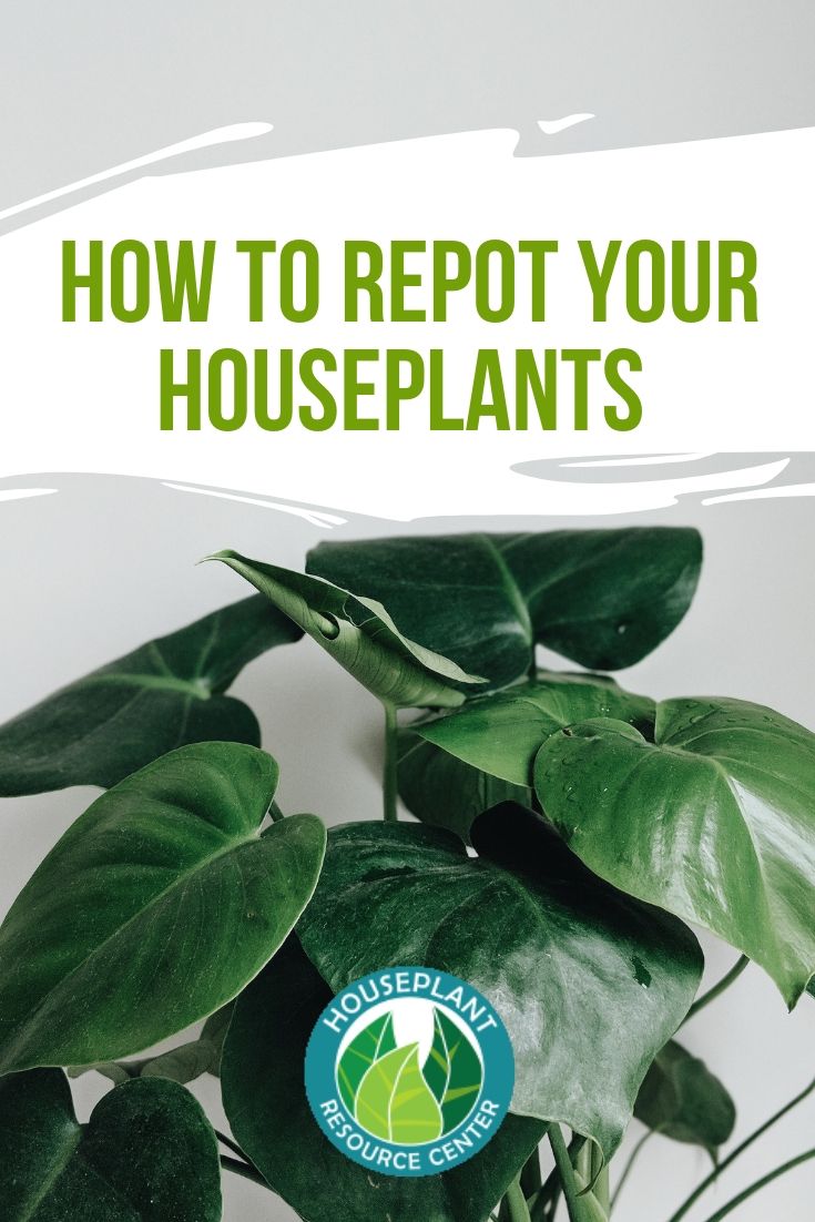 How to Repot Your Houseplants - Houseplant Resource Center