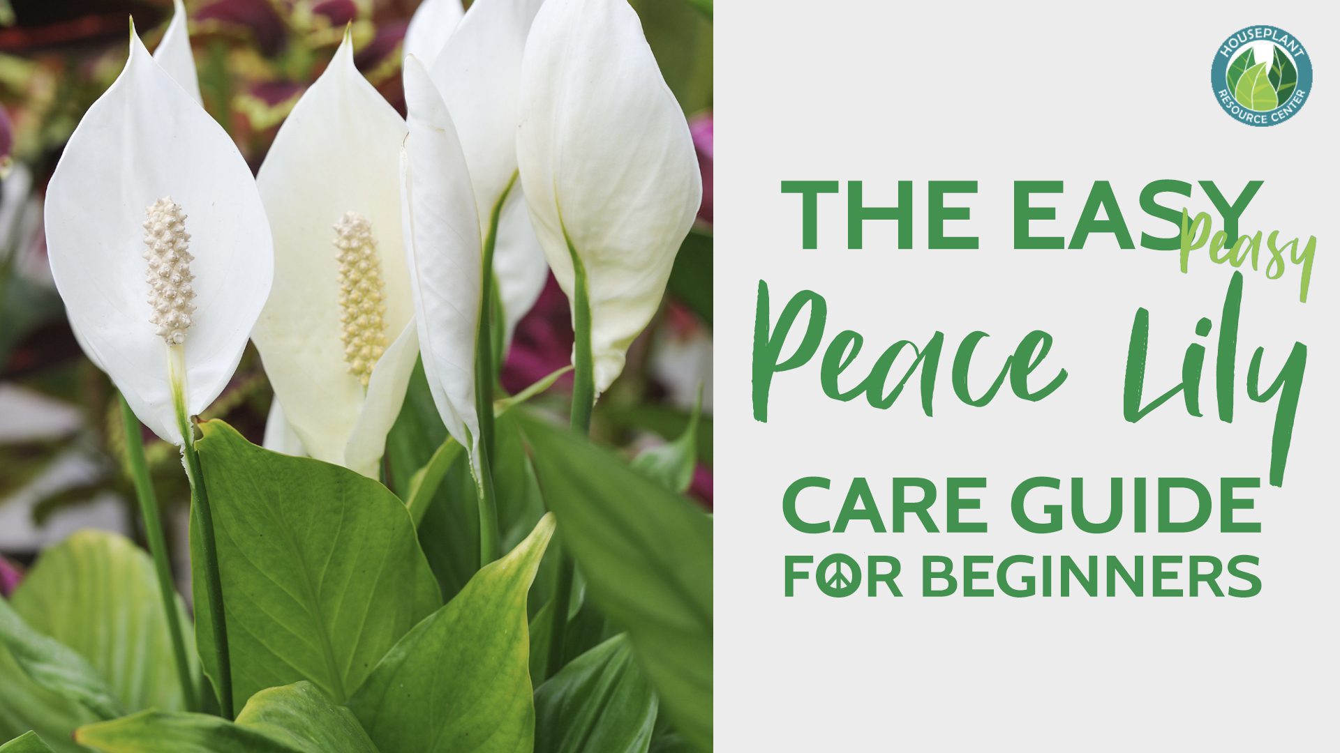 Peace Lily Care for Beginners