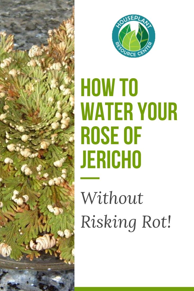 How to Water Your Rose of Jericho