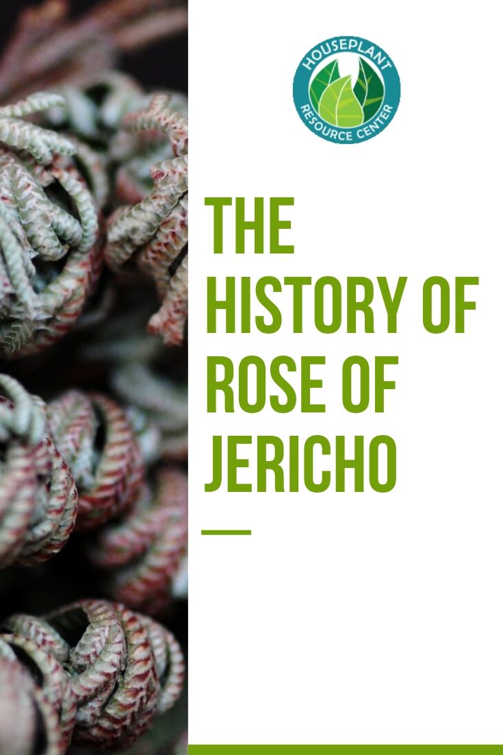 The History of Rose of Jericho