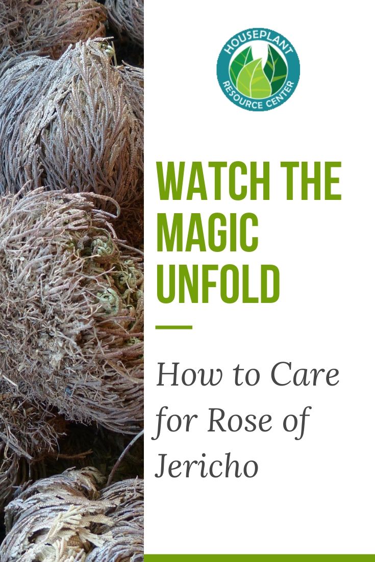 Rose of Jericho, Bring Your Hair Back to Life