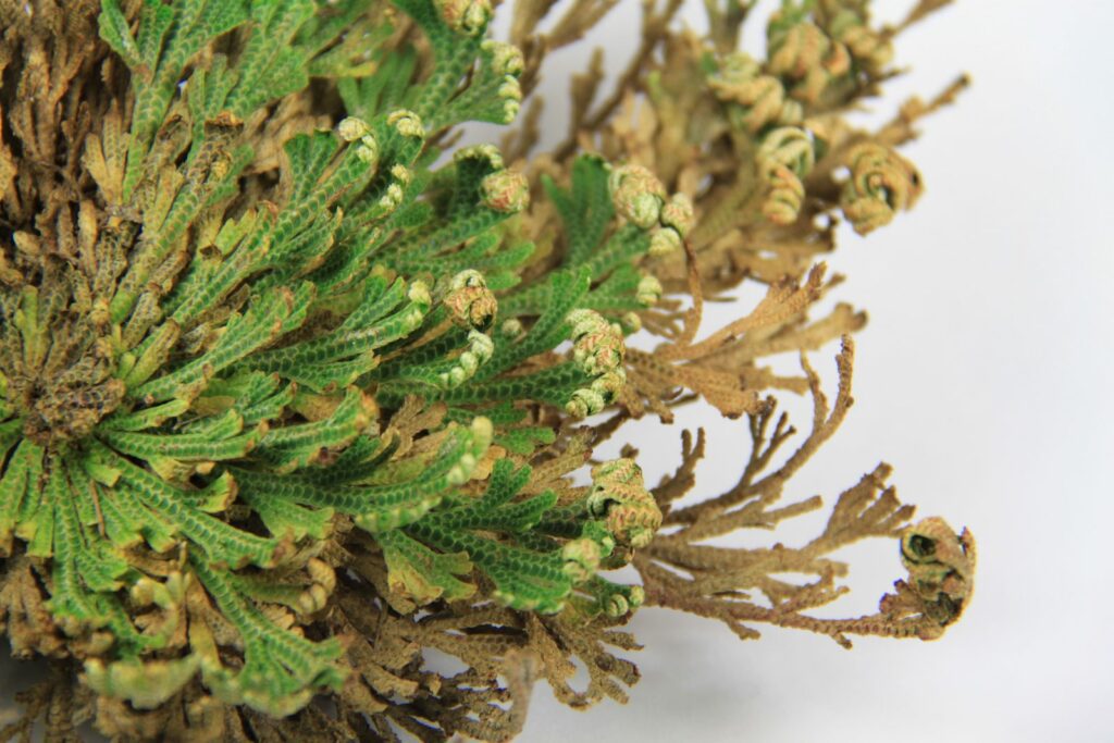 rose of jericho care Goose Fiddle Leaf Fig