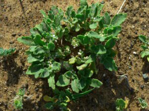 Rose Of Jericho - Resurrection Plant, Prosperity Plant, Altar Offering  Plant, Cleansed Charged Rose Jericho Plant, La Bruja Apothecary