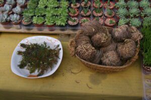 Rose of Jericho – Mountainside