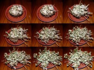 The Ultimate Guide to Rose of Jericho