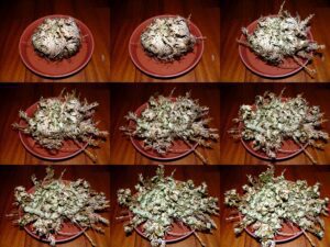 Everything You Need To Know About Rose Of Jericho - Aker