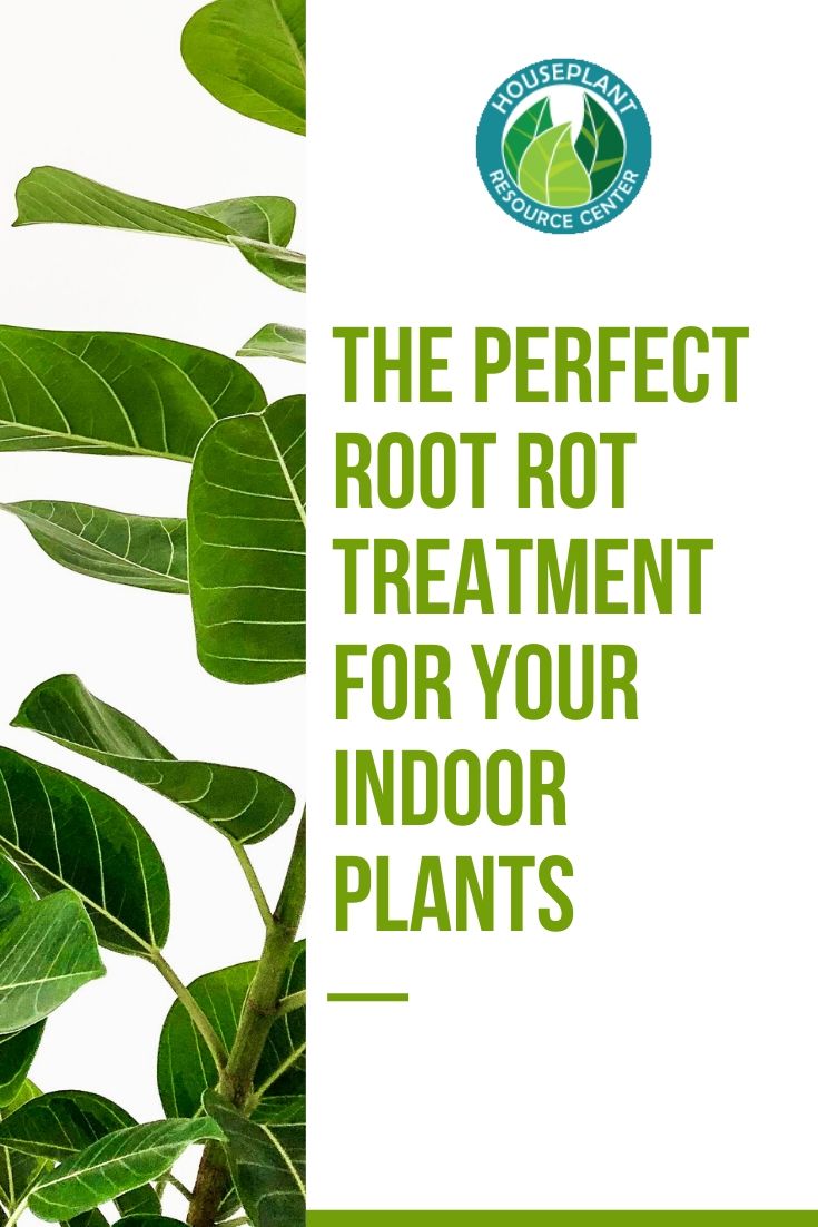 The Perfect Root Rot Treatment for Your Indoor Plants - The Houseplant Resource Center