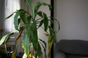 Squealing Houseplants? New Research Suggests So! 