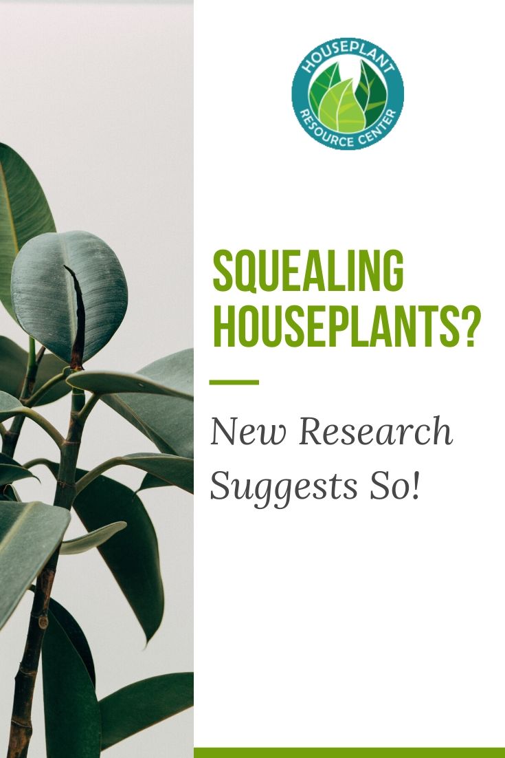 Squealing Houseplants? New Research Suggests So!