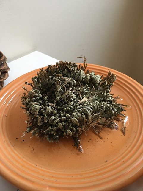 ROSE OF JERICHO  BACK TO LIFE IN 4 HOURS! 