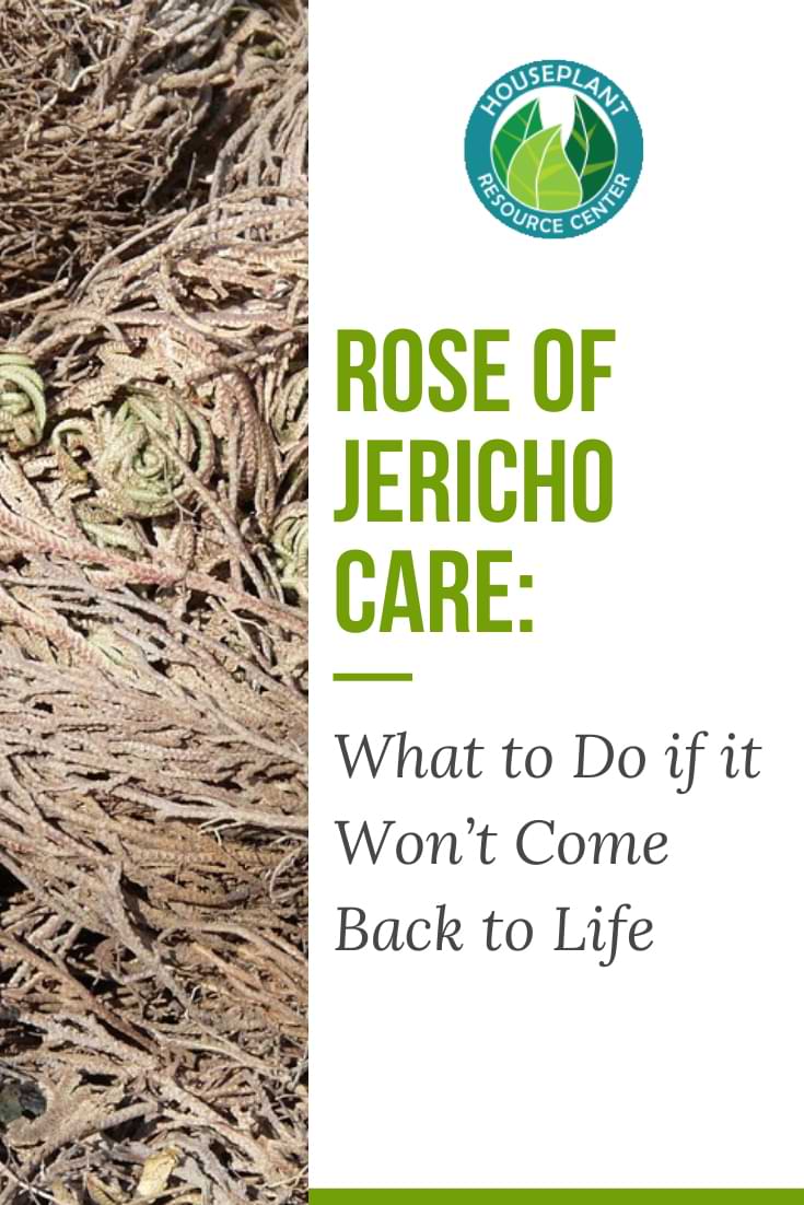 Rose of Jericho Care: What to Do if it Won’t Come Back to Life