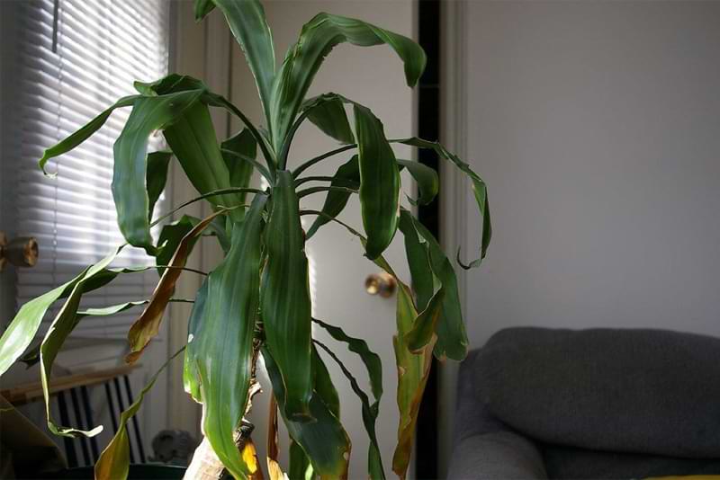 Squealing Houseplants? New Research Suggests So!