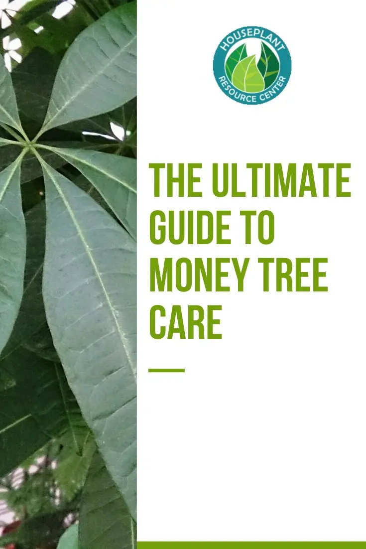 The Ultimate Guide to Money Tree Care - Houseplant Resource Center
