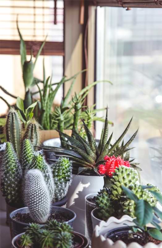 Why Millennials are Leading the Houseplant Trend - Houseplant Resource Center