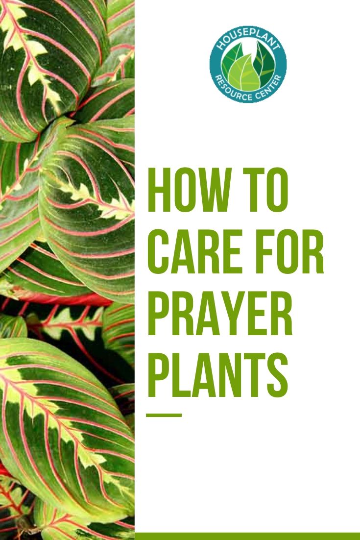 How to Care for Prayer Plants - Houseplant Resource Center