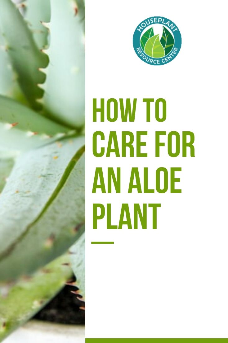 How to Care for an Aloe Plant - The Houseplant Resource Center