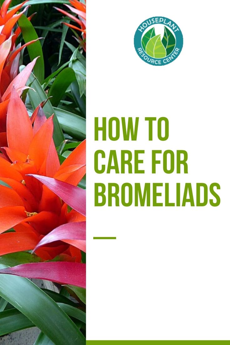 how to care for bromeliads - Houseplant Resource Center