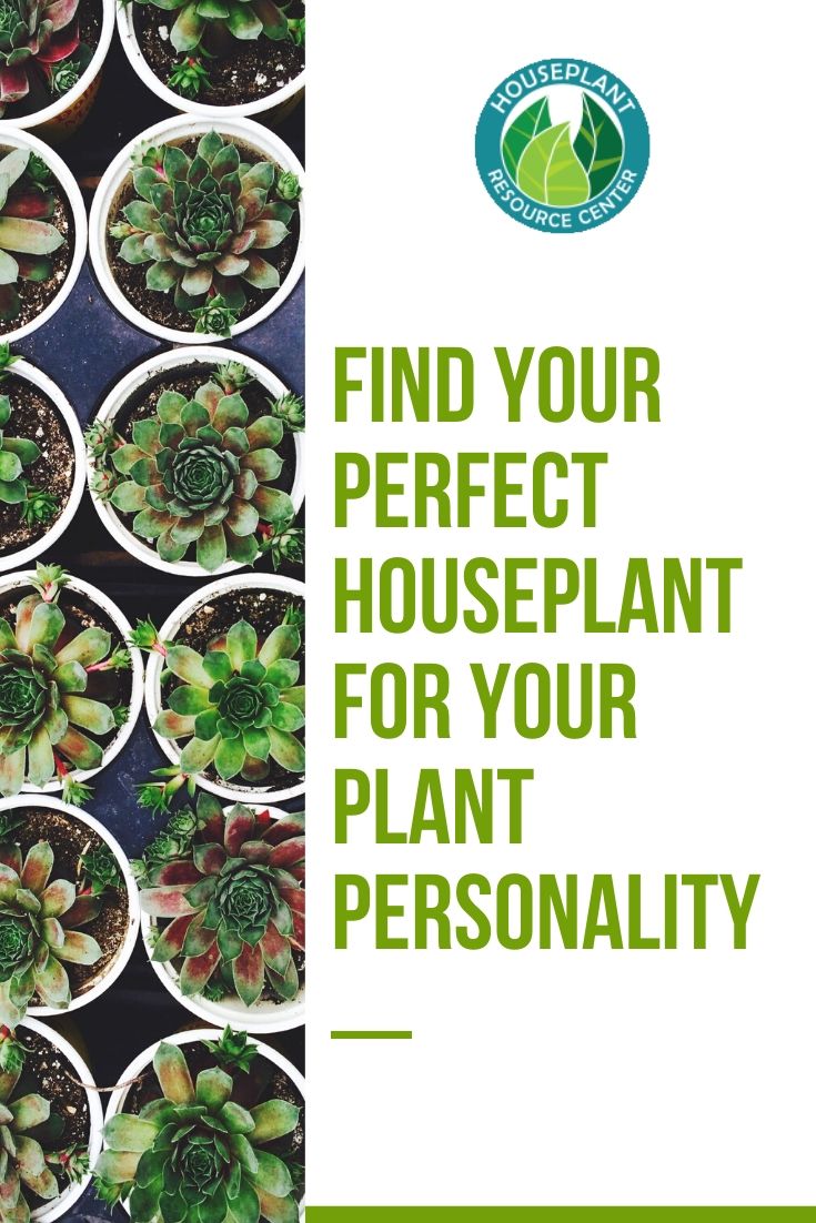 Find Your Perfect Houseplant for Your Plant Personality