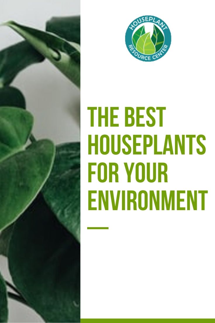 The Best Houseplants for Your Environment - Houseplant Resource Center