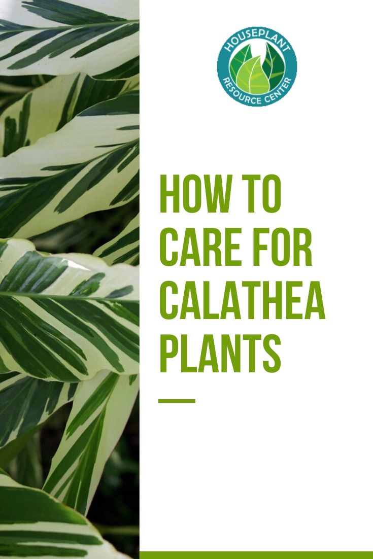 How to Care for Calathea Plants - Houseplant Resource Center
