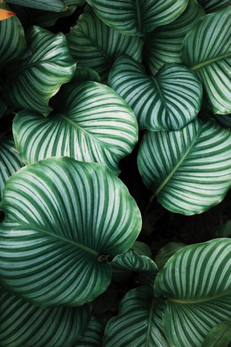 How to Care for Calathea Plants - Houseplant Resource Center