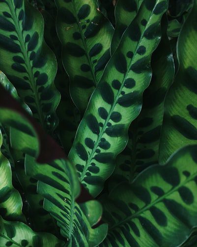 How to Care for Calathea Plants - Houseplant Resource Center