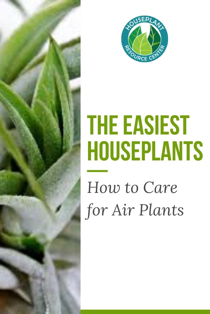 How to Care for Air Plants - Houseplant Resource Center