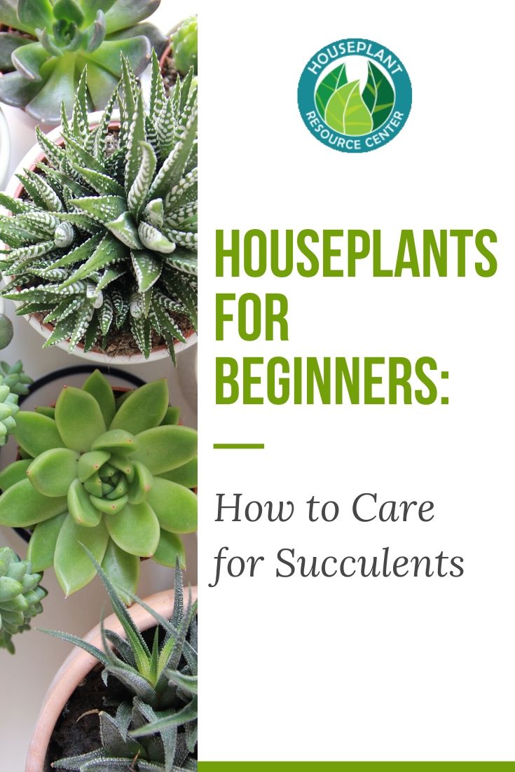 Houseplants for Beginners: How to Care for Succulents - Houseplant Resource Center