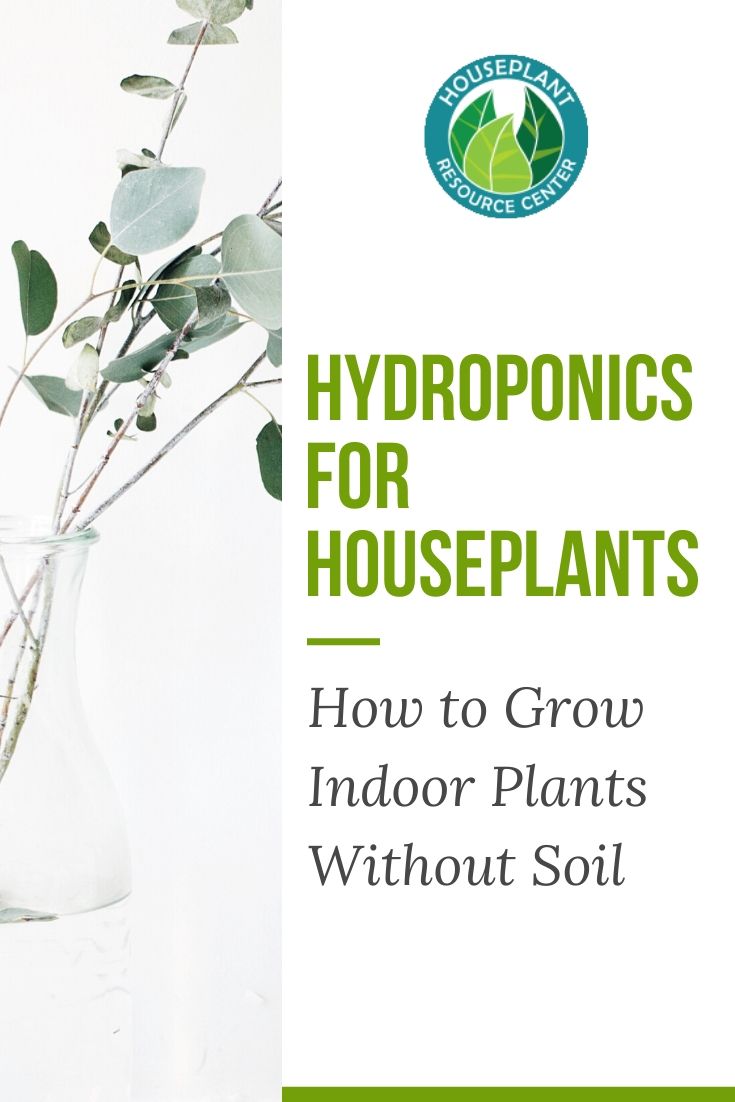 Hydroponics for houseplants