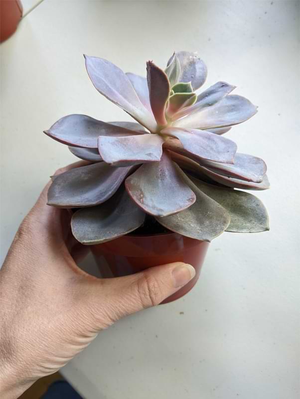 New to houseplants? Try a succulent! Here's how to care for succulents and why they make such amazing houseplants for beginners.