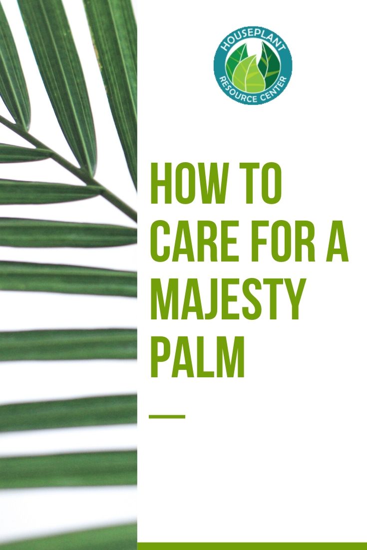 How to care for a majesty palm