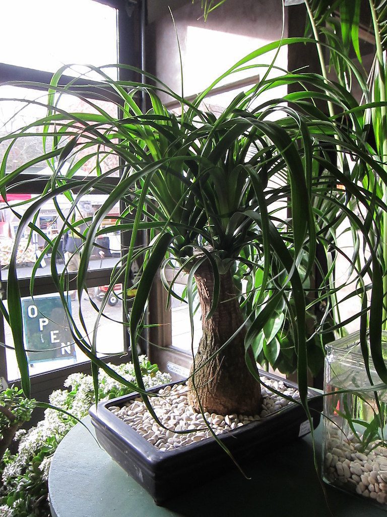 ponytail palm