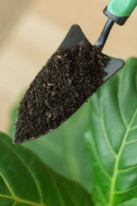 The correct fiddle leaf fig soil recipe makes a massive difference in the overall health and appearance of your plant. Learn the exact ingredients to use.