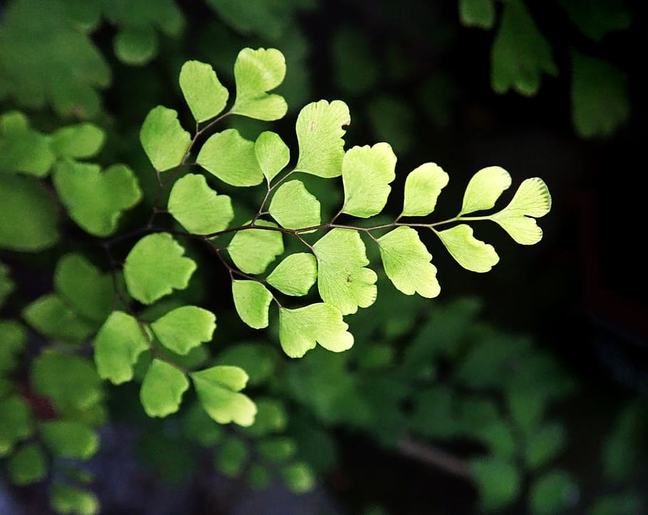 how to care for a maidenhair fern