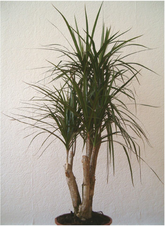 dracaena marginata